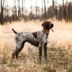 German Longhaired Pointer 2025