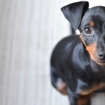 German Pinscher free