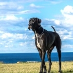 Great Dane wallpapers for desktop