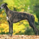 Greyhound new wallpapers