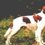 Irish Red and White Setter pics