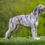 Irish Wolfhound high definition photo