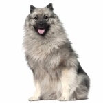 Keeshond hd