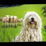 Komondor free wallpapers