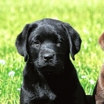 Labrador Retriever wallpapers hd