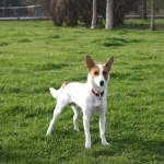 Miniature Fox Terrier high quality wallpapers