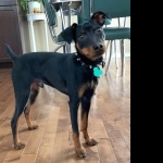 Miniature Pinscher funny