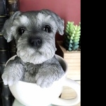 Miniature Schnauzer photos