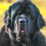 Newfoundland breed wallpapers