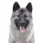 Norwegian Elkhound photo