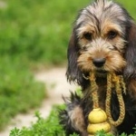 Otterhound high definition wallpapers