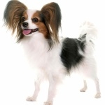 Papillon breed wallpaper