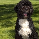 Portuguese Water Dog widescreen