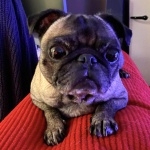 Pug images