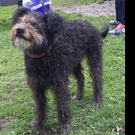 Pumi breed pic