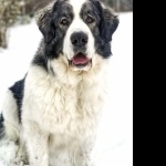 Pyrenean Mastiff photo