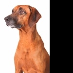 Rhodesian Ridgeback hd wallpaper