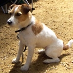 Russell Terrier 2025