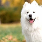 Samoyed breed images