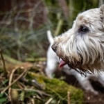 Sealyham Terrier hd desktop