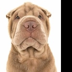 Shar Pei hd photos