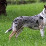 Smooth Collie images