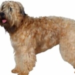 Soft-Coated Wheaten Terrier hd desktop