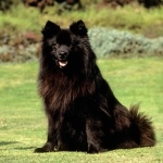 Swedish Lapphund photos