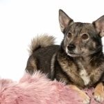 Swedish Vallhund cute