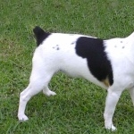 Tenterfield Terrier breed