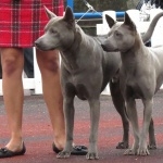 Thai Ridgeback new wallpapers