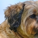 Tibetan Terrier hd pics