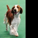 Welsh Springer Spaniel new wallpaper