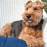 Welsh Terrier 1080p