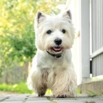 West Highland White Terrier full hd