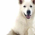 White Shepherd wallpapers