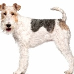 Wire Fox Terrier new wallpapers