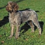 Wirehaired Pointing Griffon new photos