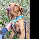 Wirehaired Vizsla download