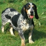 Basset Bleu de Gascogne high definition wallpapers