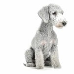 Bedlington Terrier wallpaper