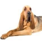 Bloodhound full hd