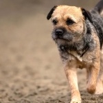 Border Terrier funny