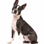 Boston Terrier widescreen