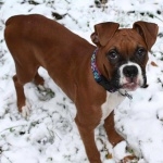 Boxer breed photos