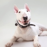 Bull Terrier high definition photo