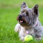 Cairn Terrier full hd