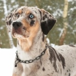 Catahoula Cur new wallpapers