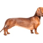 Dachshund cute