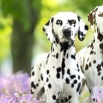 Dalmatian breed wallpapers